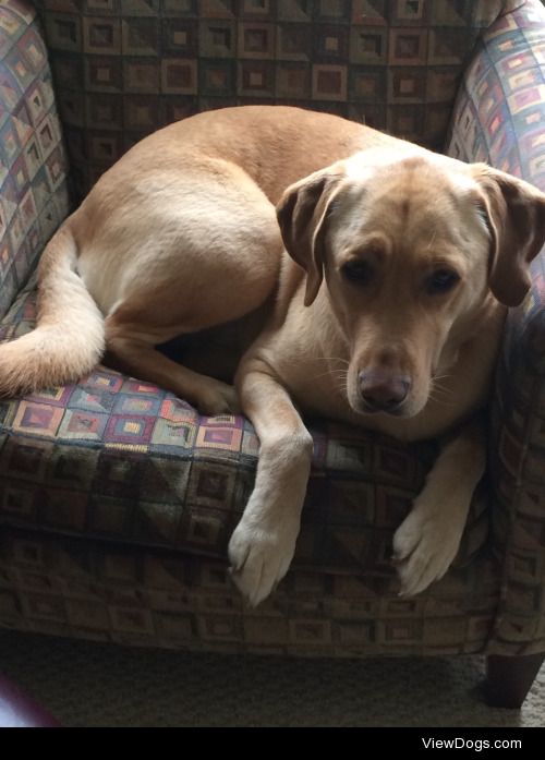 Josie the yellow lab (3) and Sasha the mutt (2.5) can share…