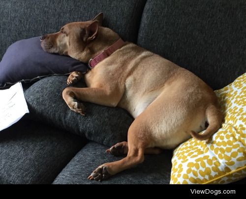 Café, the #sharpeimix caught on the couch twice in 1 day! Shhh!