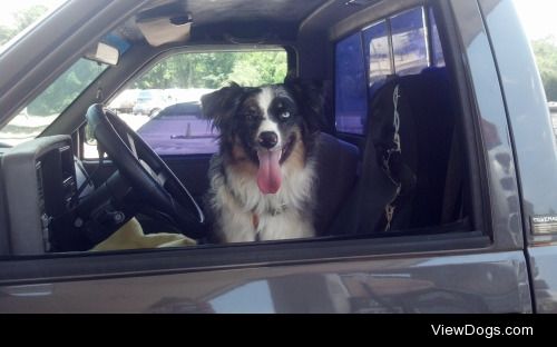 Atlas loves riding in the truck.