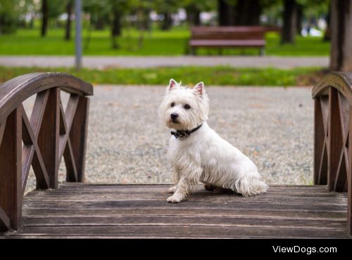 westie in the park | Andrei Baban