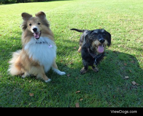 Tilly (Sheltie) and Sara (Dachshund)
You can follow their blog…