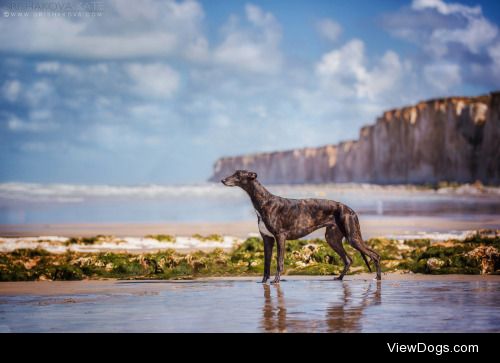 Greyhound in a Normandy | Kate Masheenistoff