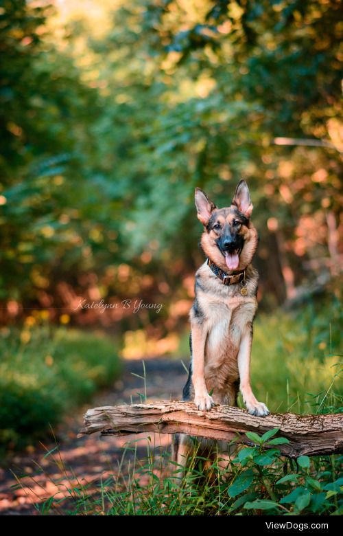 shepherd-tails:

9/6/2015A nice September sunset in the woods.