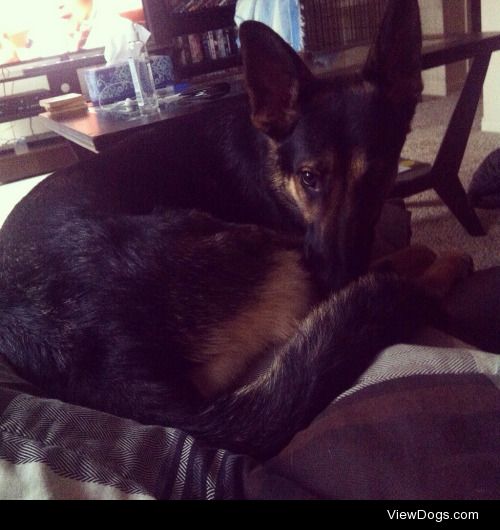 This is Willow. She’s a 14 month old purebred German…