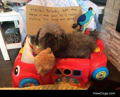 The getaway car!

Mr. Miyagi, a poodle/bichon/Yorkie, always…