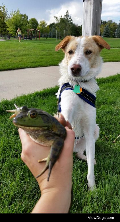 mango-vanilla-mochi:

“GENTLY touch the frog,” mommy says. “Do…