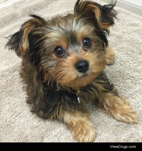 This is Misha, she is my 4 month old Morkie Puppy