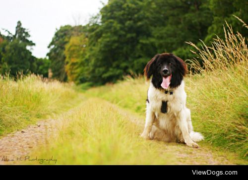 Jet in the countryside | AliciaH