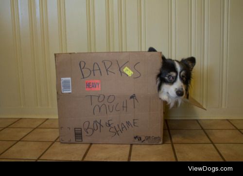 This isn’t the bark box we were expecting!

Pudge barks at…