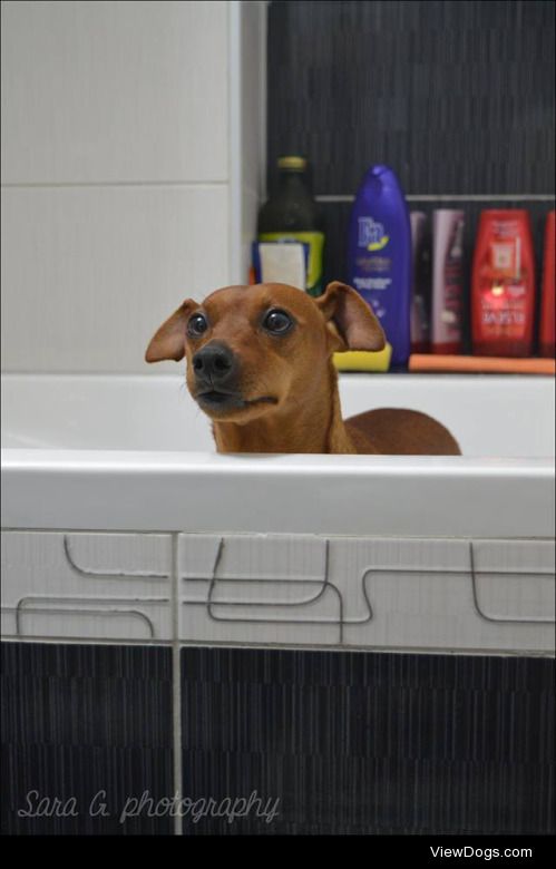 Bath time! :Đ
My miniature pinscher, Lola. :)