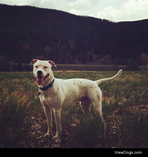 This is my handsome, one year old, boxer American bulldog,…