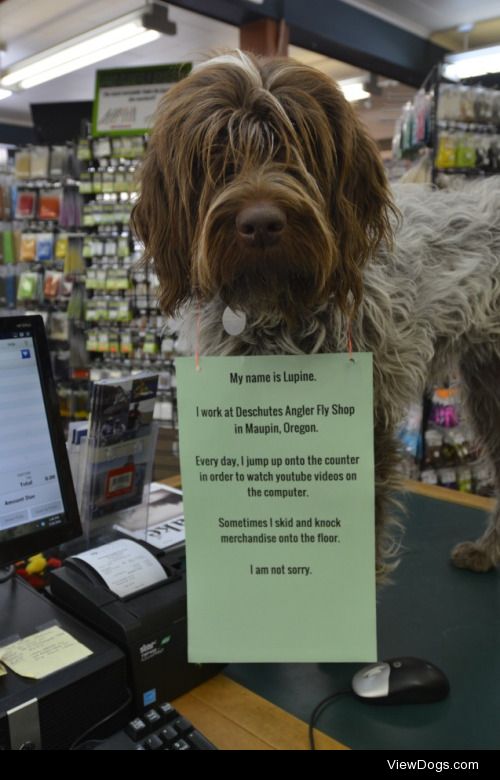 Employee of the month

Lupine jumps on the counter in the fly…