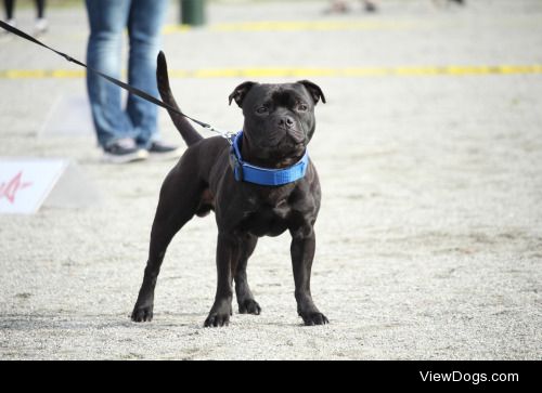 zeldathesheltie:

The staffordshire bull terrier boy – Kenny 