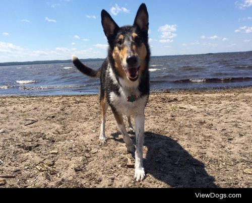 Lexie //smooth haired collie\