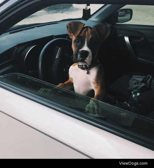 My 11 week old boxer puppy Penny