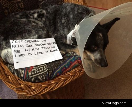 Coyote Ugly

Won’t stop chewing? Get the cone of shame.
