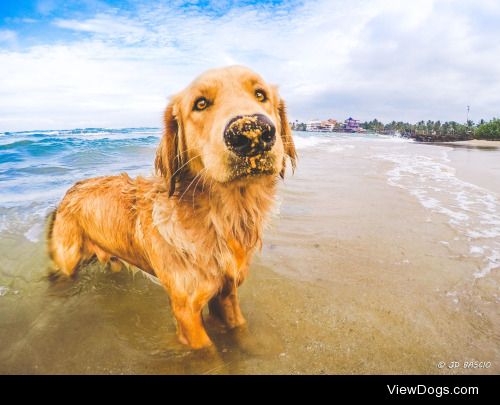 Surfer Dog | JD Photography