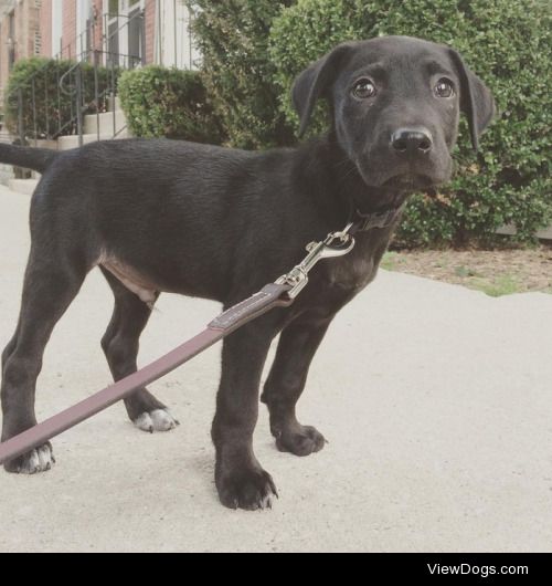 Theo is a black labrador mix, adopted from a shelter in the…
