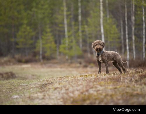 Portrait in the woods | Jne Valokuvaus