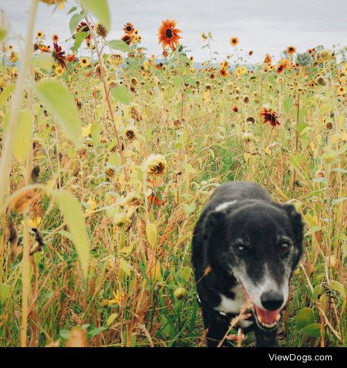 Handsome Ben!

Sauvie Island
Portland, OR