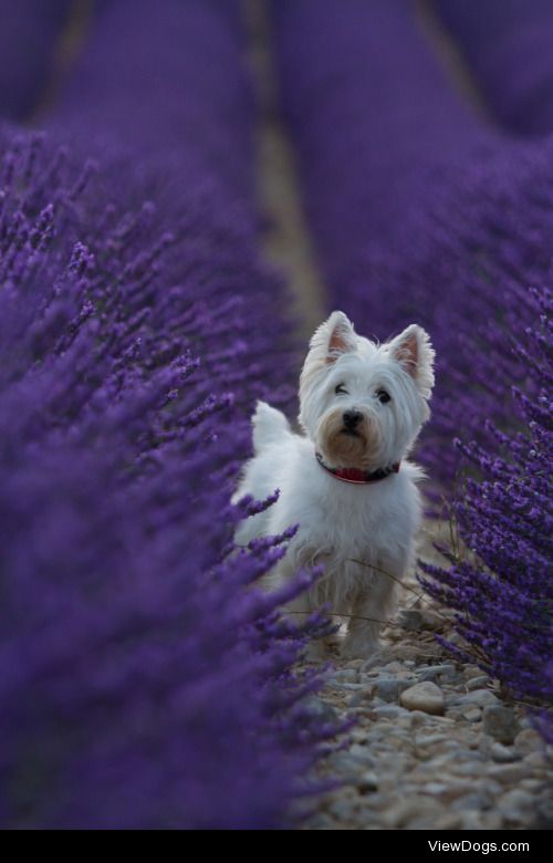 Westie in purple | Dong