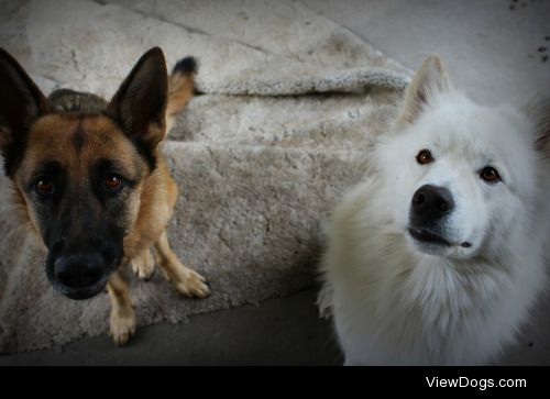 My babies Xena on the left, And Alabaster on the right.