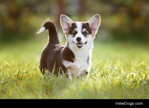 Corgi Puppy | Marina Plevako