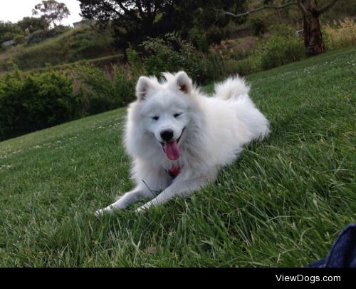 this is Patzu, my Japanese Spitz. He is definitely a hand-full…