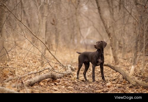 Pointer Puppy | Jacqui Jensen-Roy