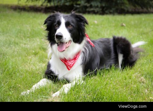 3-yr-old border collie, Riley.