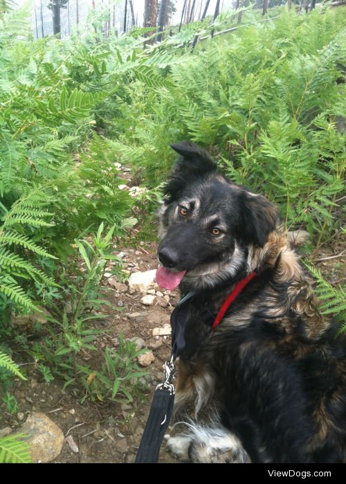 My german shepherd/australian shepherd mix, Luna, patiently…