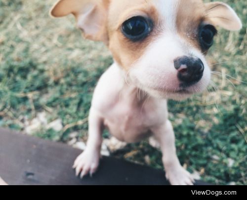 Trixie, chihuahua pup.