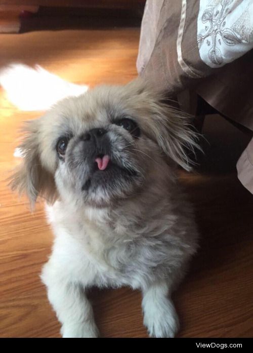 lady the beautiful Pekingese !