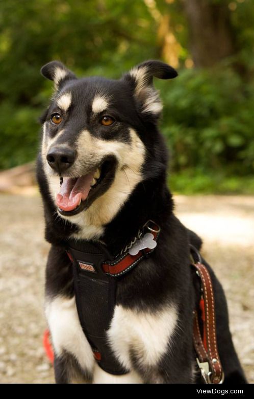 Aussie Siberian