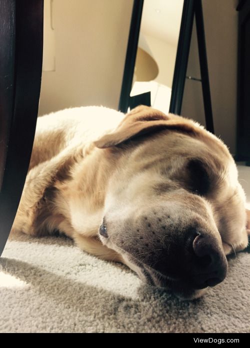 Champ the 9 year old Lab. He loves basking in the sun, sleeping,…