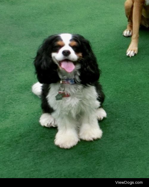 Ernie, my Cavalier King Charles spaniel, at the dog walker’s…