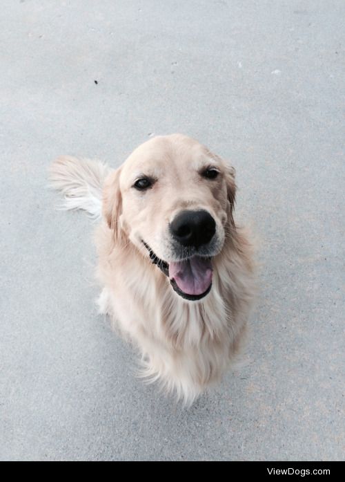 My 3 year old Golden Retriever, Charlie. He likes to model for…