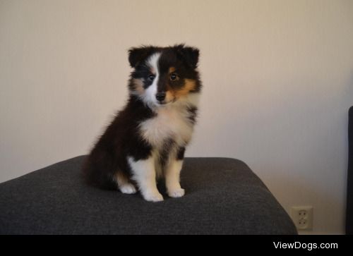 zeldathesheltie:

More puppy pictures