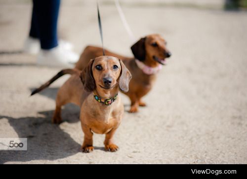 Cheeky Sausage Dogs | Jack Caley