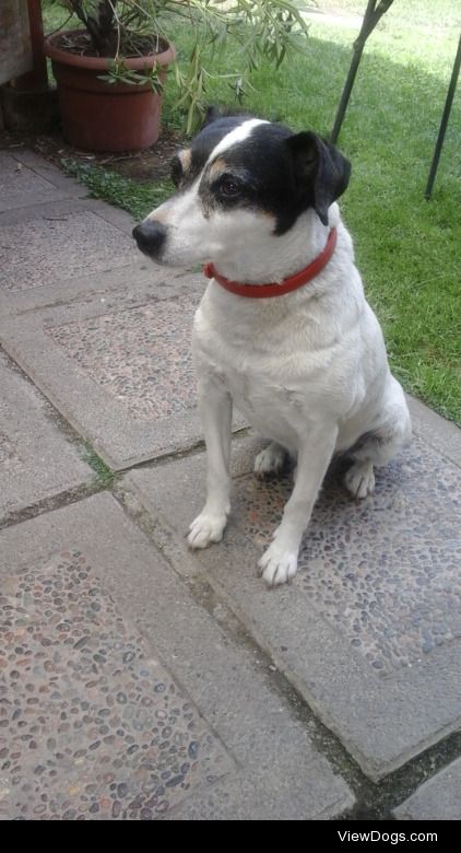 11 years old FoxTerrier Jack Russell 