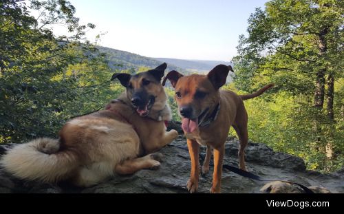 Kayla (7 ½) the minpin and her hiking partner Fred (1 ½) the GSD…