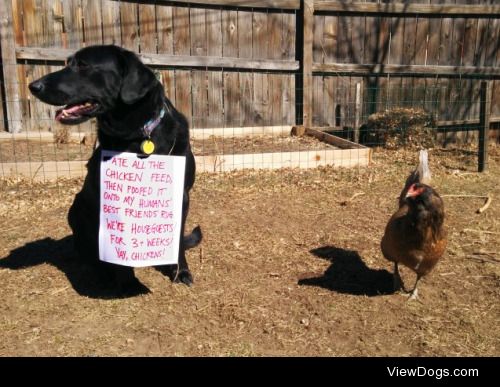 No spring chicken

We’ve just moved to Colorado and are…