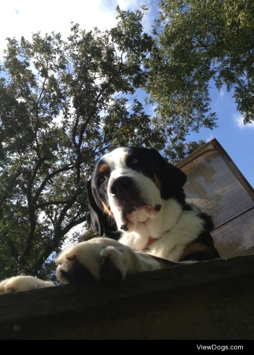Judy’s a Greater Swiss Mountain Dog with big lovable paws