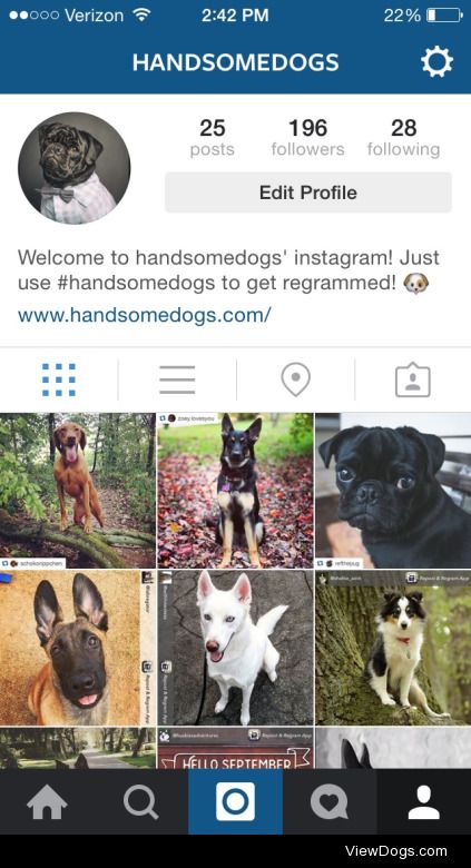 Follow handsomedogs on Instagram! You’ll see dogs that you…