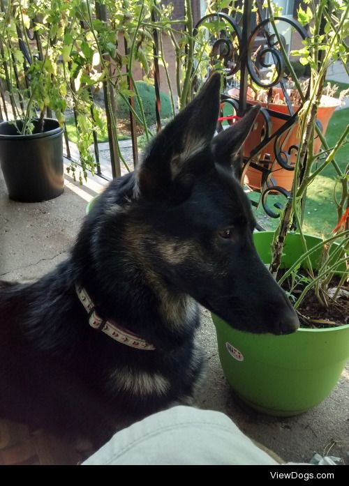 My baby girl protecting me from those big scary falling leaves.