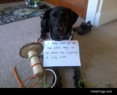 Labrad’oh!

I always chew up all the cat’s toys so he…