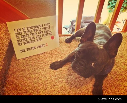 The toll also rises!

My Frenchie, Bilbo, is notorious for…