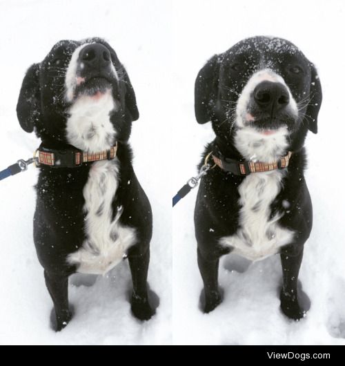 Cooper, black lab/ hound mix in the snow!