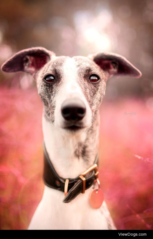 Whippet | Karin du Plooy