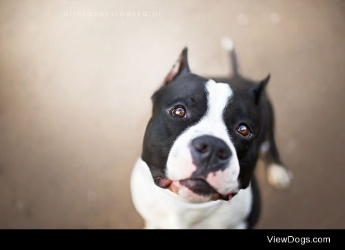 Alicja Zmysłowska | Argo The Big Puppy ♥